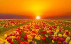 Vibrant field of multicolored flowers in rows under a glowing orange and yellow sunset.
